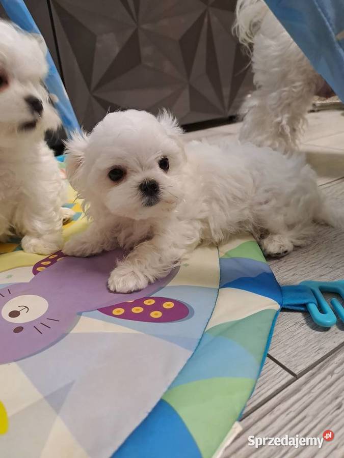 Maltańczyk sunie i pieski z króciutką kufą mazowieckie