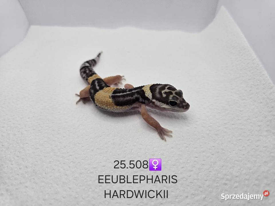 Eublepharis hardwickii gekon Gady i płazy Zawiercie