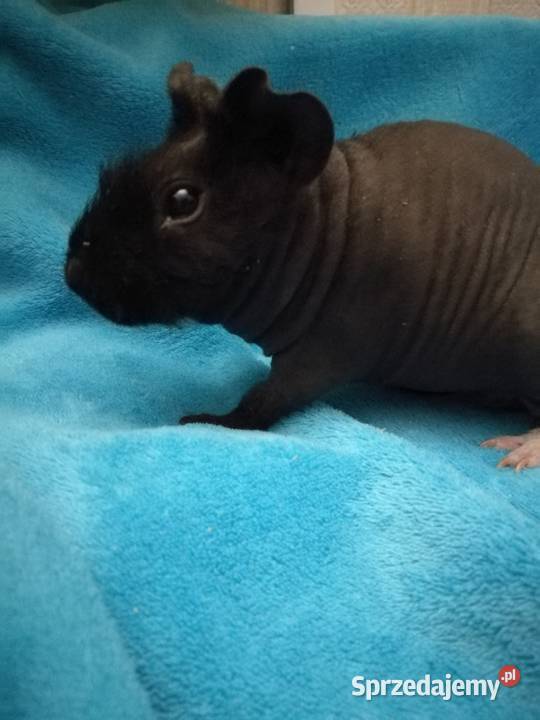 Świnka morska skinny pig mazowieckie Warszawa