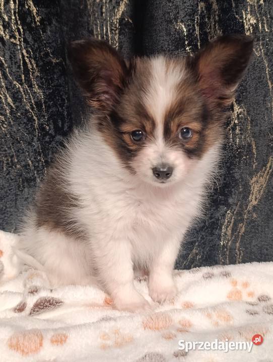 Papillon Spaniel Kontynentalny Szczaworyż