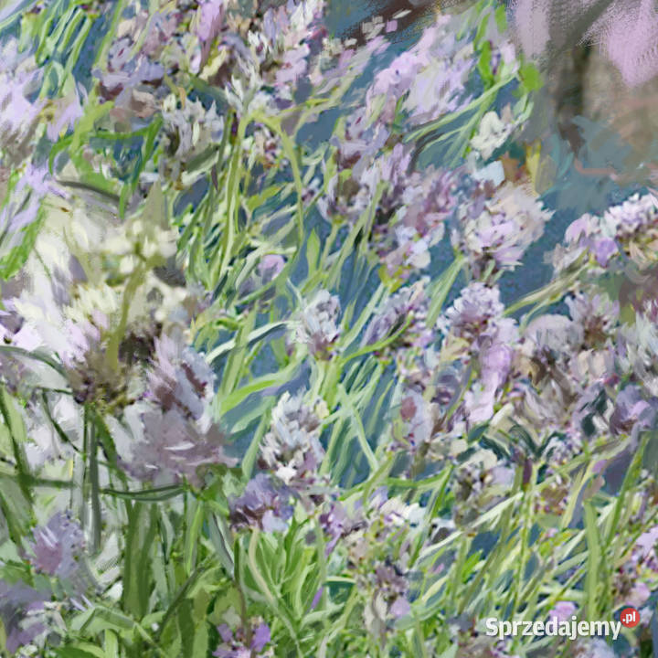 Nowoczesny obraz Lawenda Renoira grafikiobrazy Ignatki