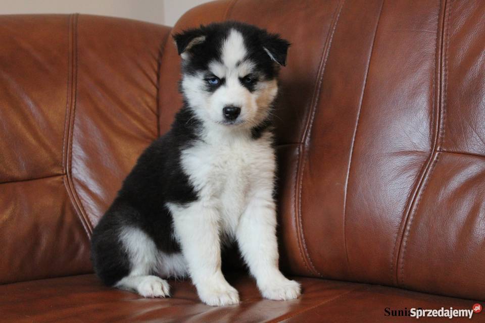 Szczeniaczki Syberian Husky sprzedam