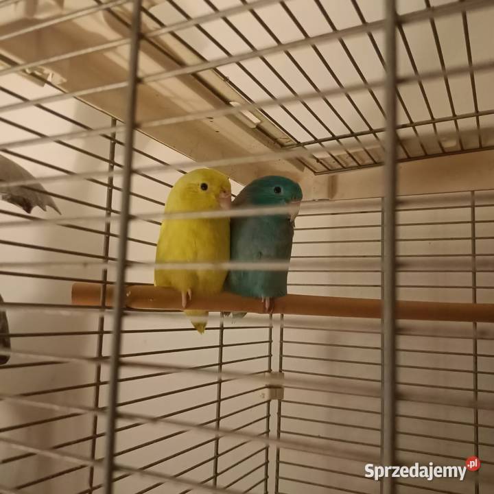 Sprzedam papugi Wrubliczki