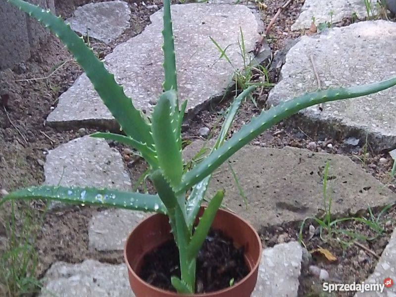 Aloes Bydgoszcz sprzedam