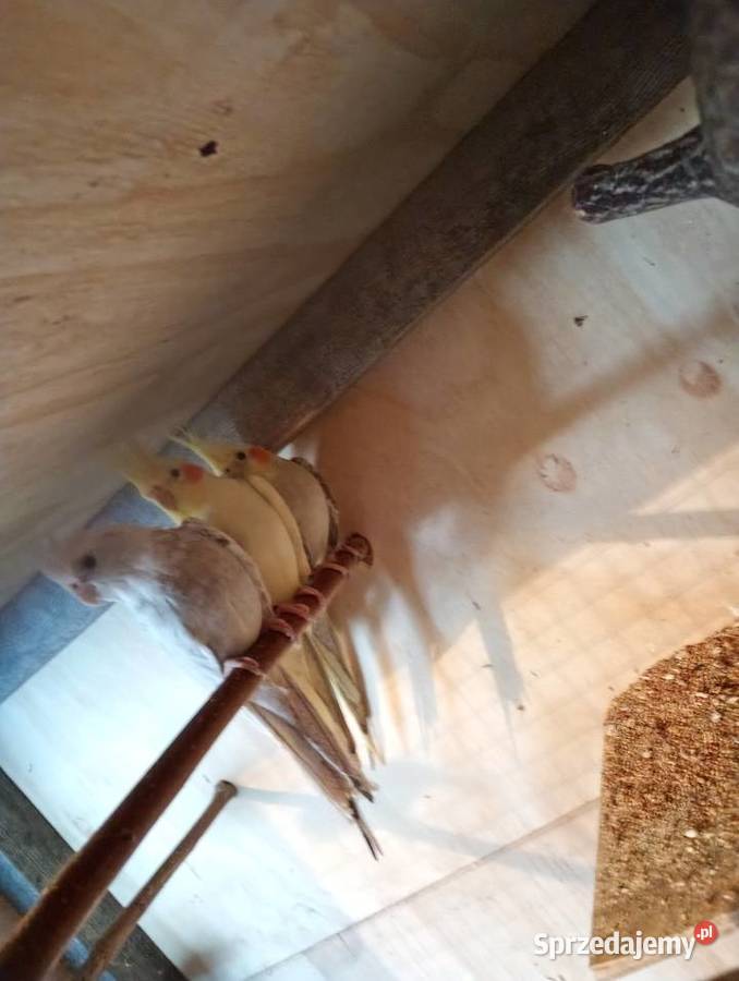 Nimfy zamienię papugi