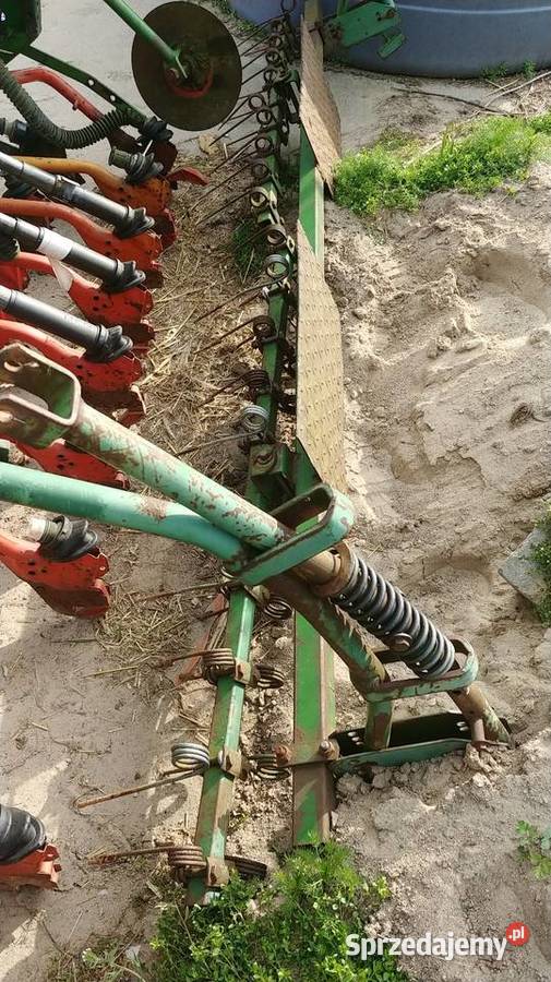 Redlica krótka długa hassia lemken kongskidle Czyżew