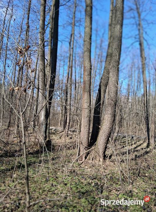 Działka leśna Sprzedaż Nowe Żukowice sprzedam