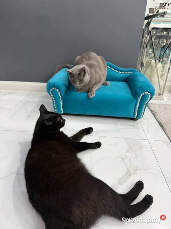 Legowisko sofa kanapa glamour psa chihuahua Warszawa