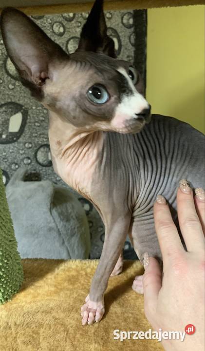 Sfinks Kanadyjski Do odbioru koteczką Rodowód Leszno