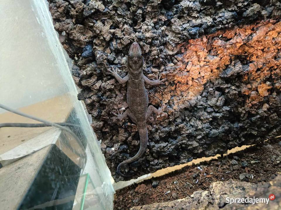 Gekon ulikowskiego Gekko badenii Kraków