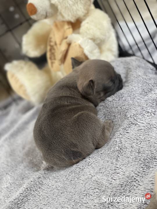 SREBRNE SZARE szczeniaki Buldog Francuski Słupsk