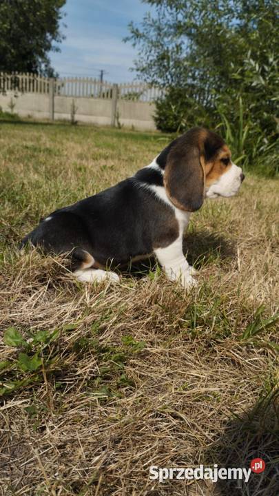 BEAGLE ŚLICZNE SUNIE I PIESKI DO ODBIORU łódzkie Łódź sprzedam