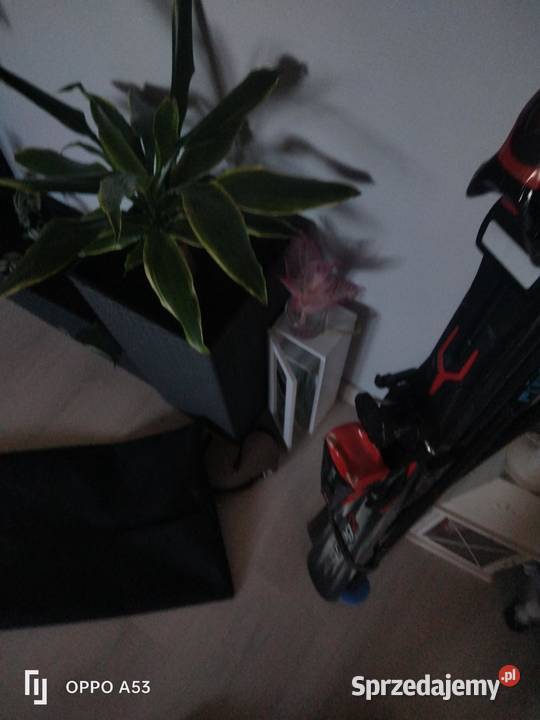 Sprzedam narty damskie z wyposażeniem Węgierska Górka