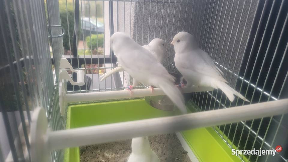 Biale i zolte kanarki Wieliczka sprzedam