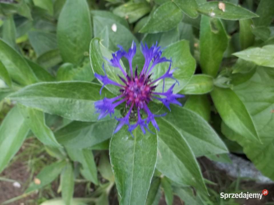 Irys syberyjski niebieskiZłocień ClaraCurtis Łódź