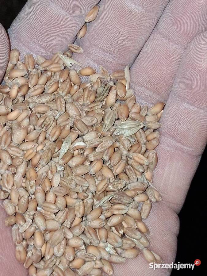 Sprzedam pszenice kilimanjaro do siewu małopolskie Krzeszówka