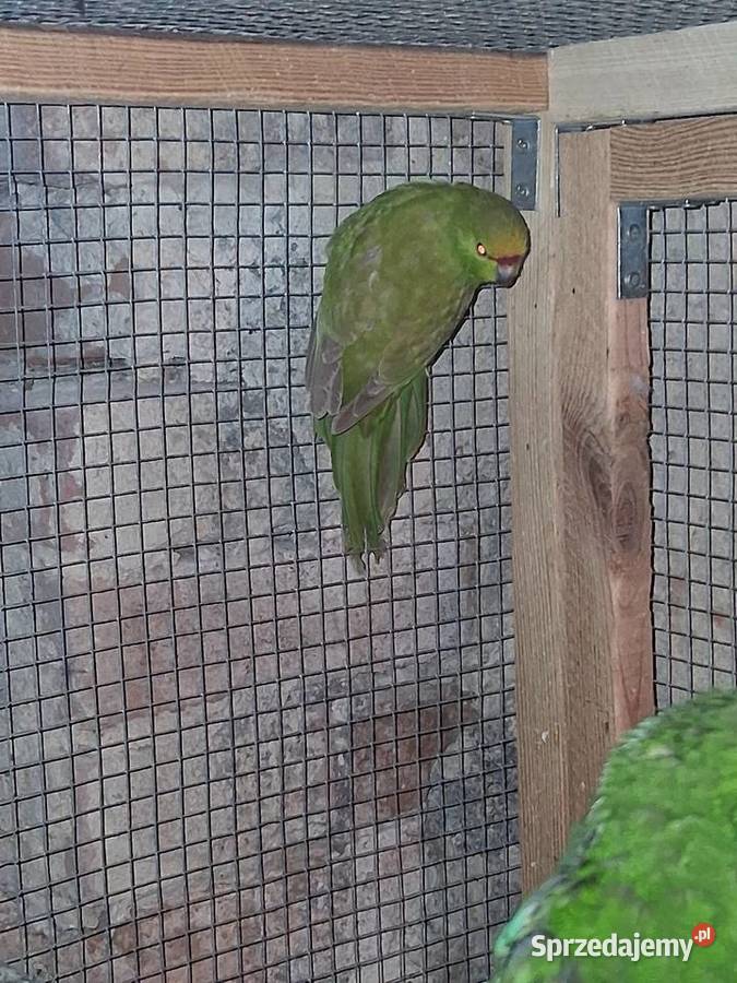 Modrolotki zoltoczepkowe Szubin