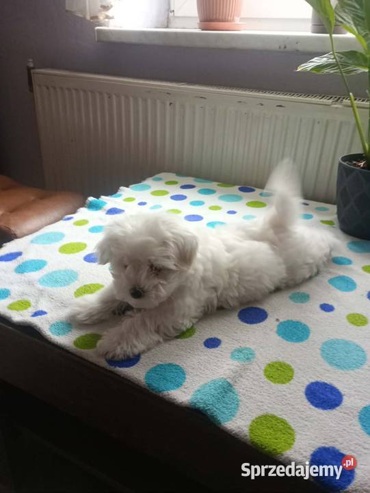 Maltańczyk Maltańczyki śliczny piesek Maltańczyk Rzeszów