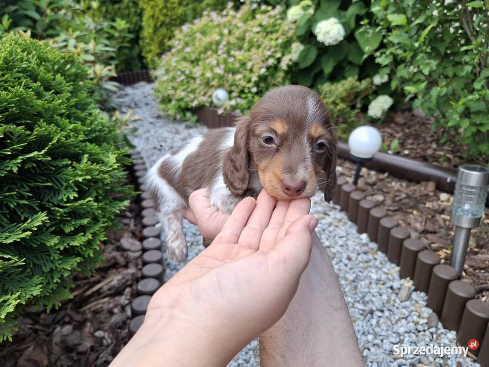 Jamnik długowłosy Piebald Brindle Choco