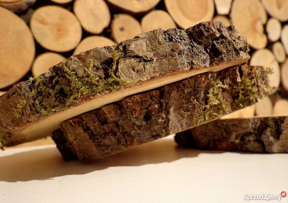 Plastry drewniane krążki brzoza 2022 szlifowane śląskie Rybnik