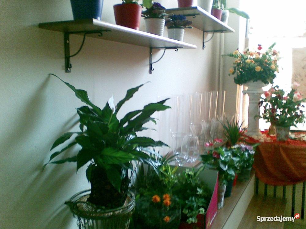 WYPOSAŻENIE KWIACIARNI SKLEPU Gdańsk