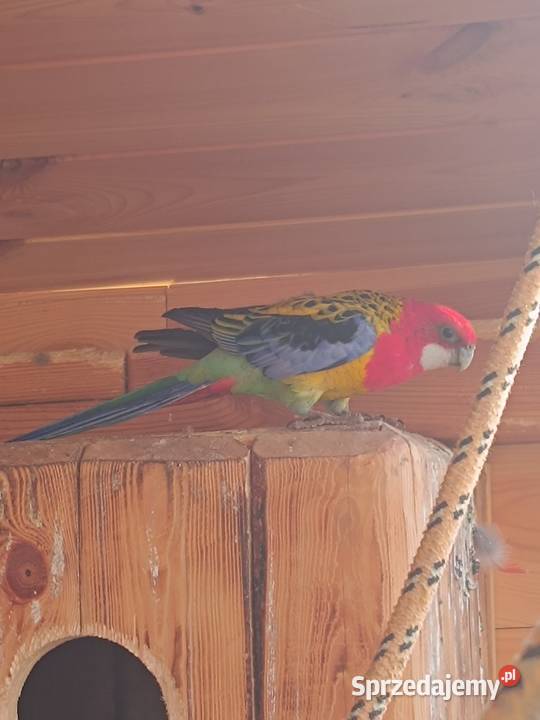 Papuga rozella samiec Helenów sprzedam