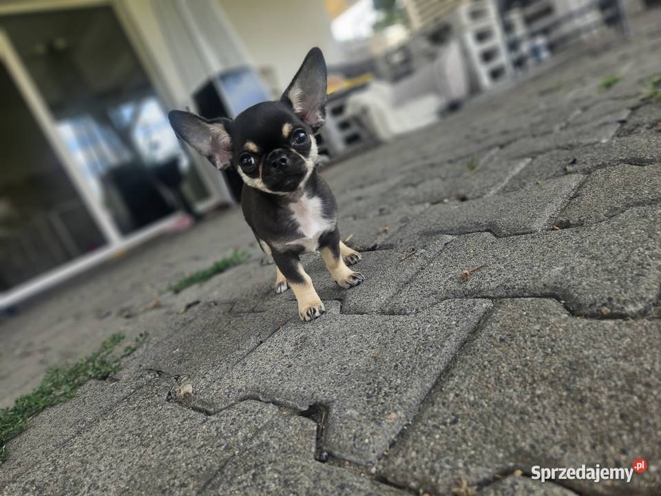 Mini dziewczynka chihuahua 11 tyg Wrocław
