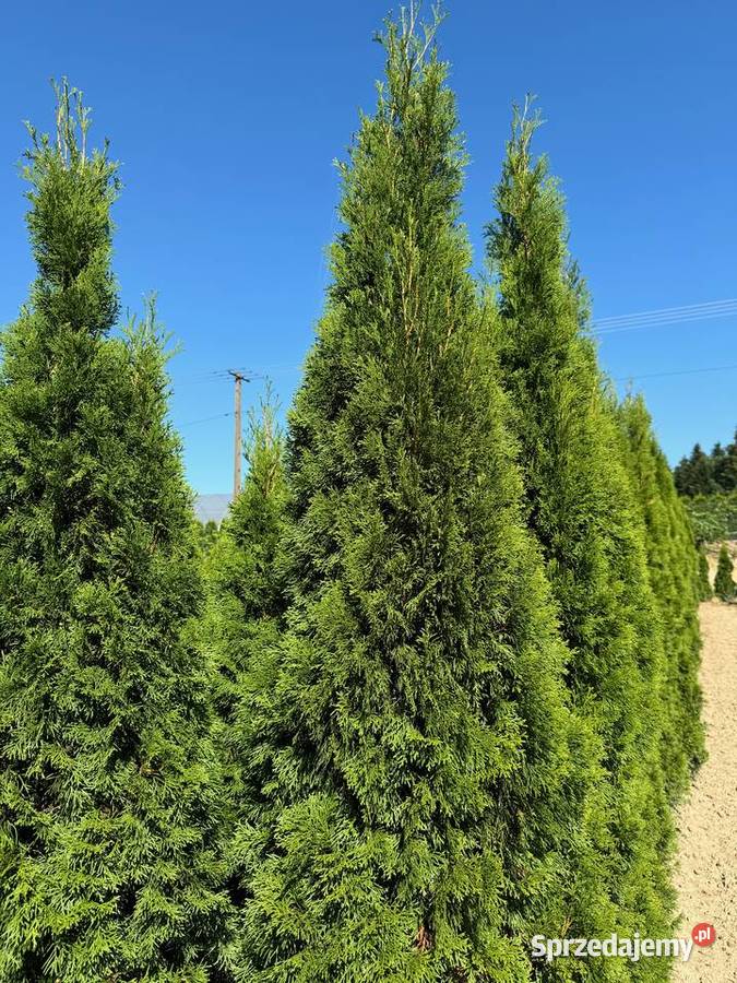 Tuja Szmaragd 180 do 270 Dowozimy i sadzimy małopolskie Kraków