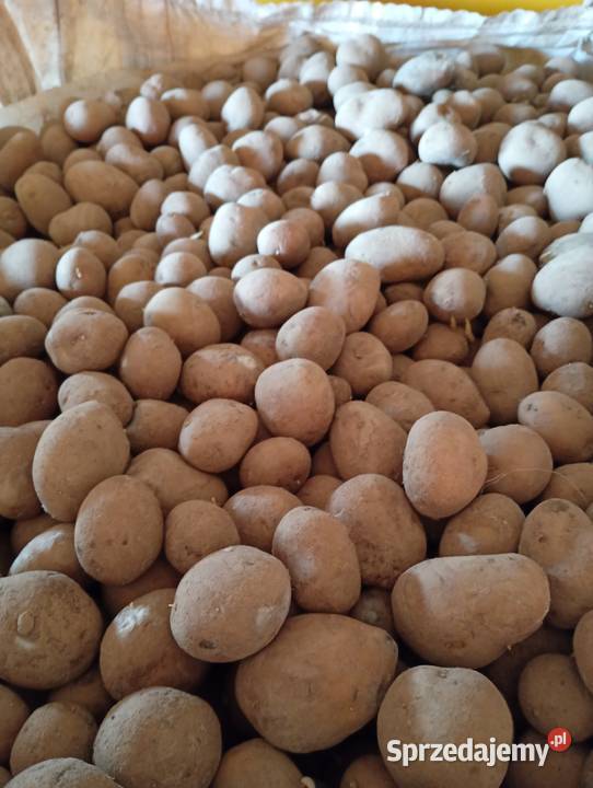 Ziemniaki 3550 małopolskie Ulina Wielka