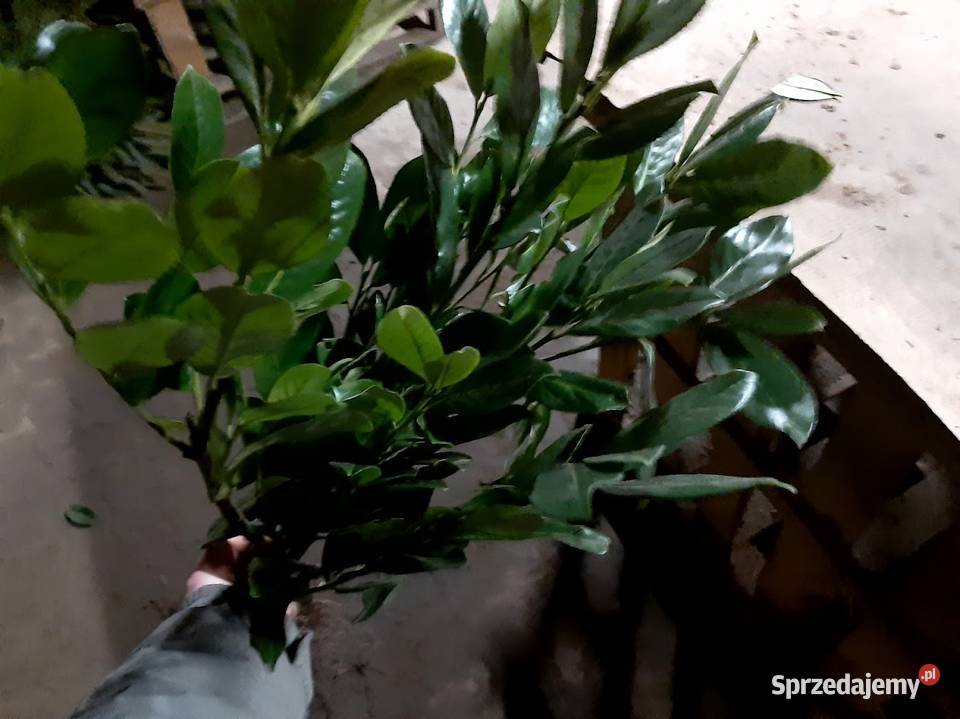 Laurowiśnia caucasica 60 80 Żywopłot