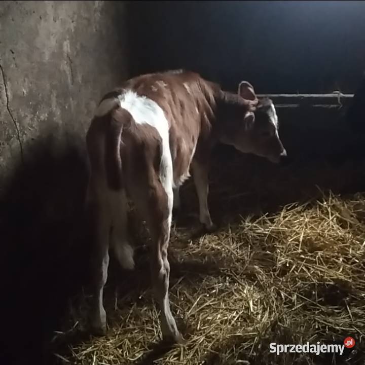 Sprzedam jałówkę cielę 3 miesiące Miechów