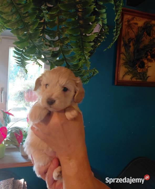 Maltipoo suczka kremowa Wyszków