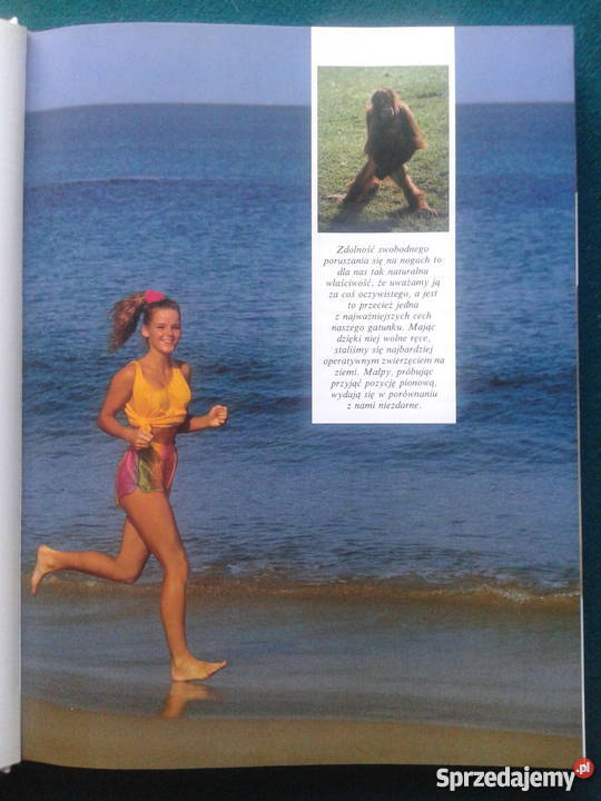 ZWIERZĘ ZWANE CZŁOWIEKIEM Desmond Morris twarda Leszno