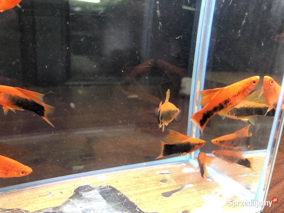 Mieczyk Tuxedo delta Justynów