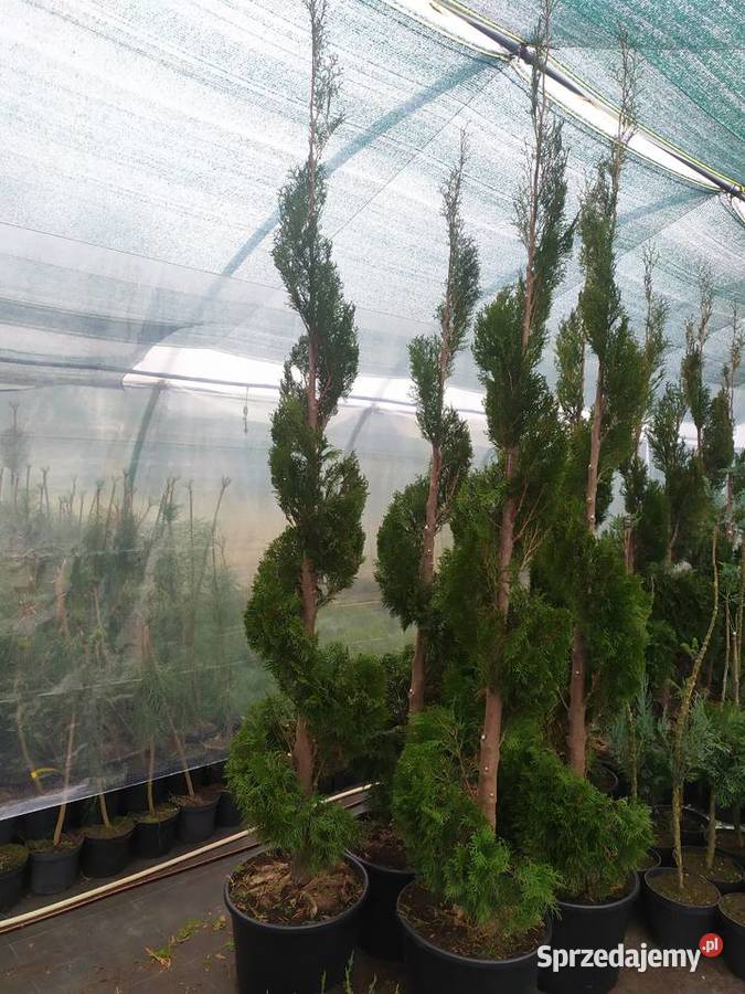 żywotnik zachodni Thuja occidentalis Smaragd Tuliszków