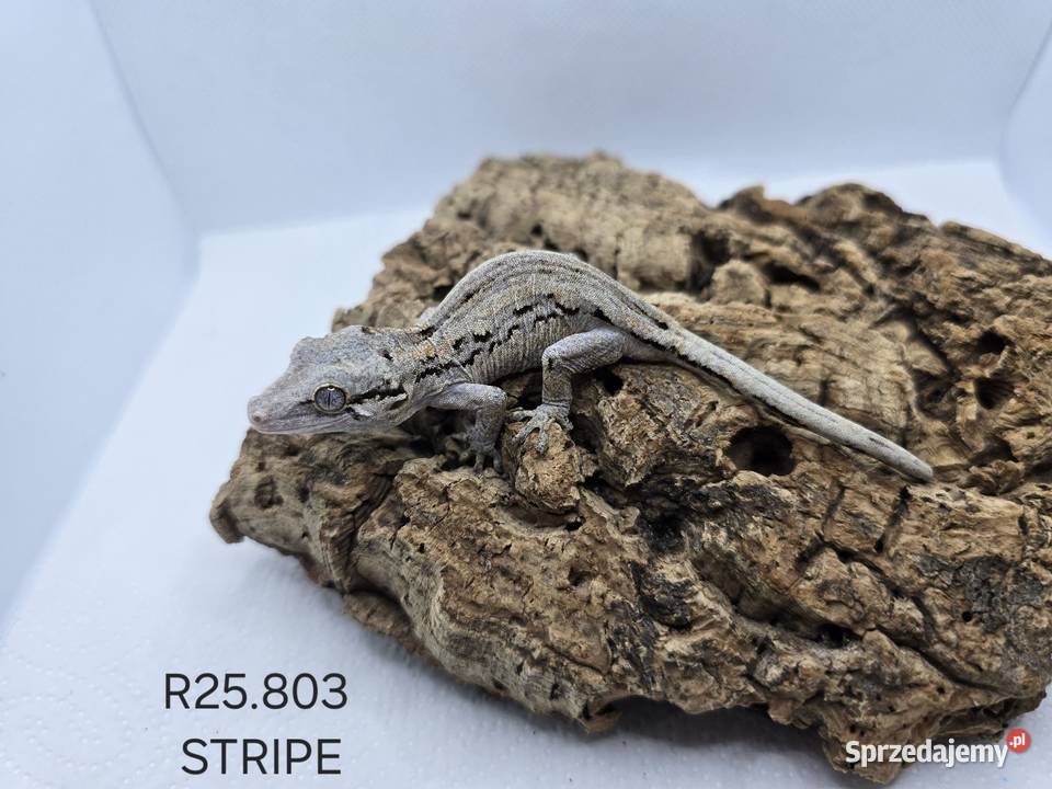 Gekony gargulcowe Gady i płazy Zawiercie