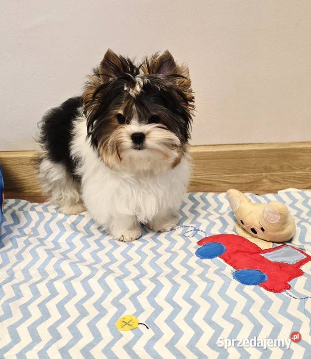 Cudowny malutki piesek BIEWER Yorkshire Terrier York śląskie Orzesze sprzedam