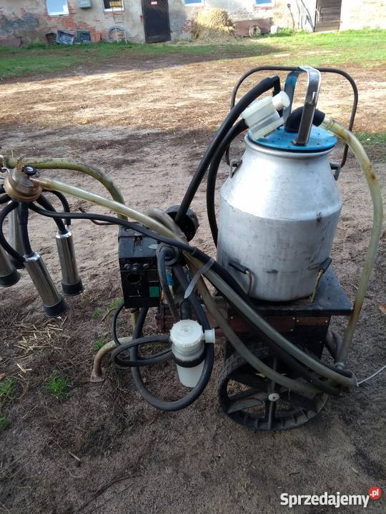 Dojarka wielkopolskie Szczytniki