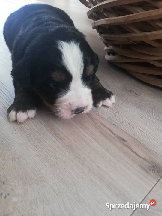 Berneński Pies Pasterski szczeniaczki Parczew