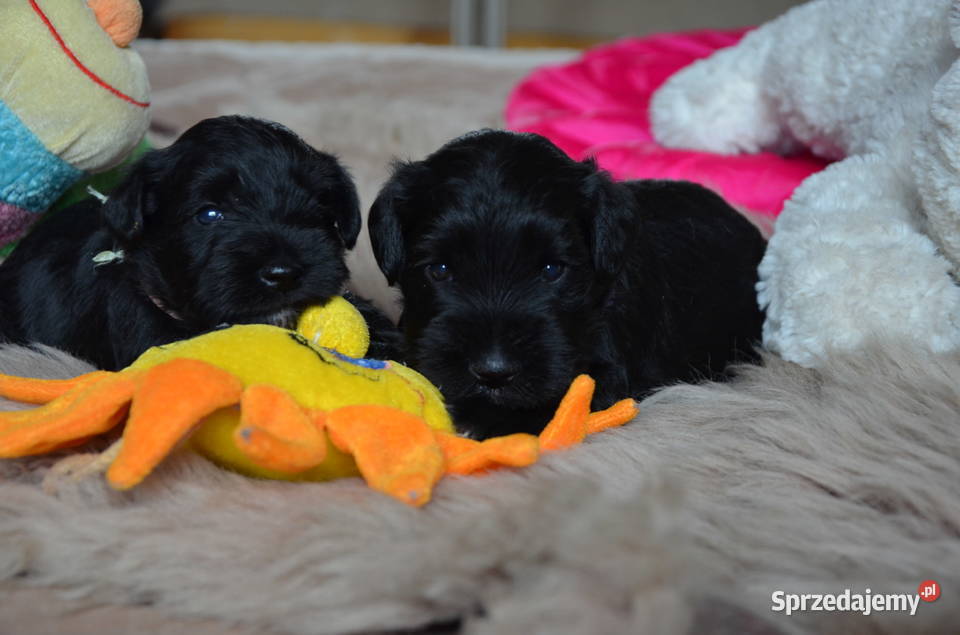 SZNAUCER Miniatura CZARNY Szczenięta  metryka FCI