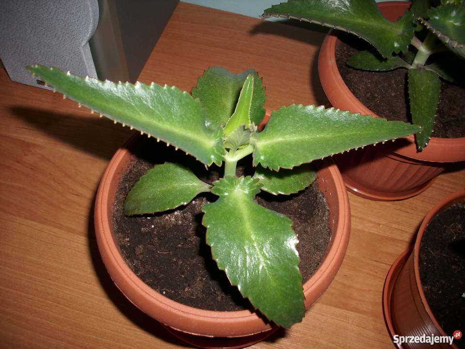 Żyworódka pierzasta duże sadzonki Wrząsowice