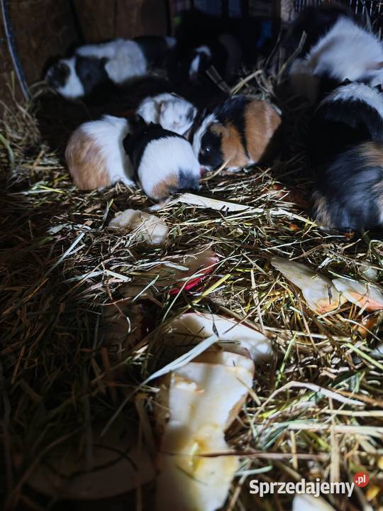 Sprzedam świnki morskie Wólka Zastawska