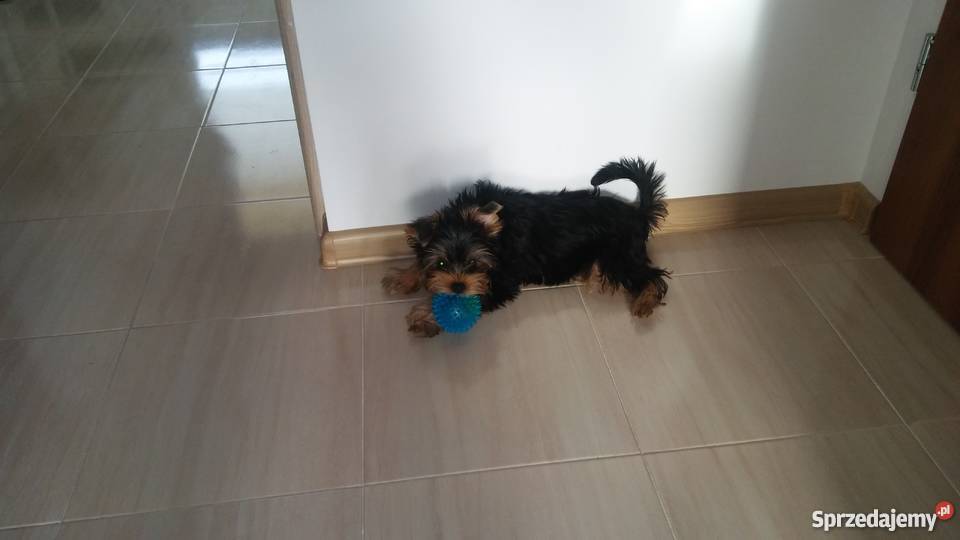 York suczka do adopcji Słupsk sprzedam