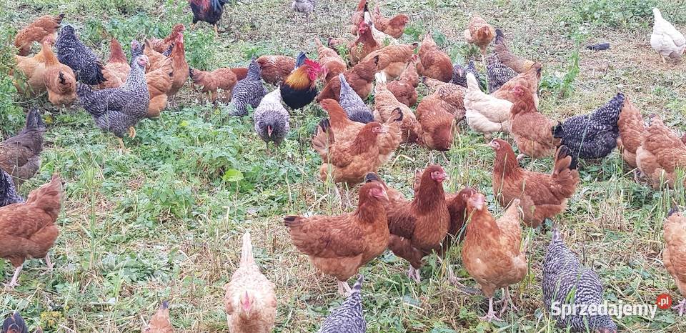 Jajka wiejskie jajka ekologiczne wolny wybieg świętokrzyskie Opatów