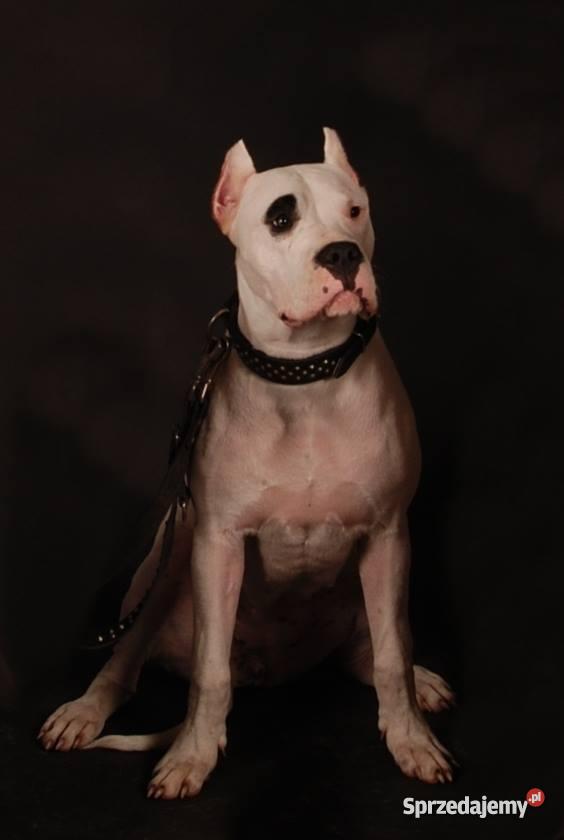 Szczenieta Dogo ArgentinoDog Argentynski Champio Dąbrowica