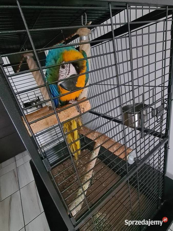 Ara Ararauna samiczkazamiana na auto Steklno