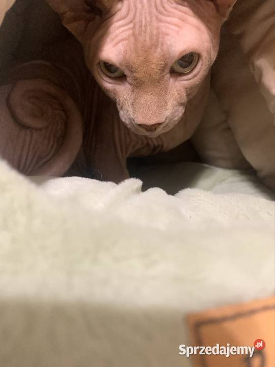 Sfinks Kanadyjski Reproduktor wielkopolskie Leszno