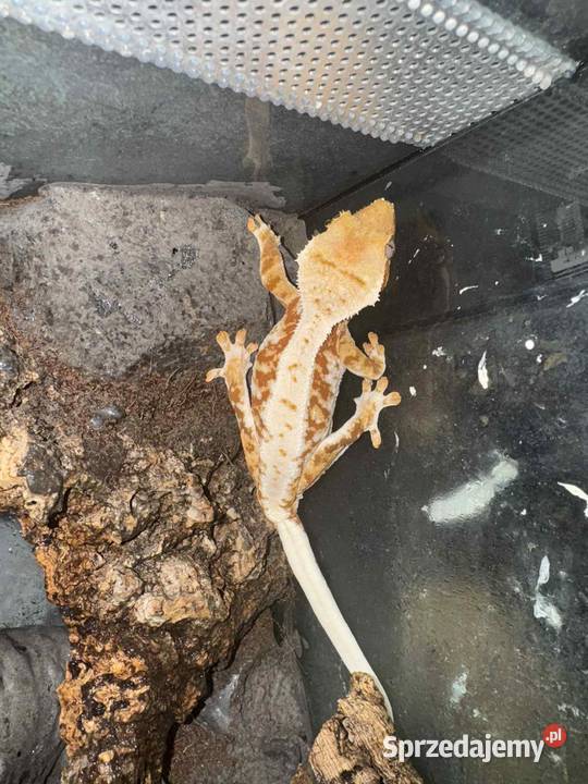 Gekon orzęsiony LillyWhite Gostkowo sprzedam