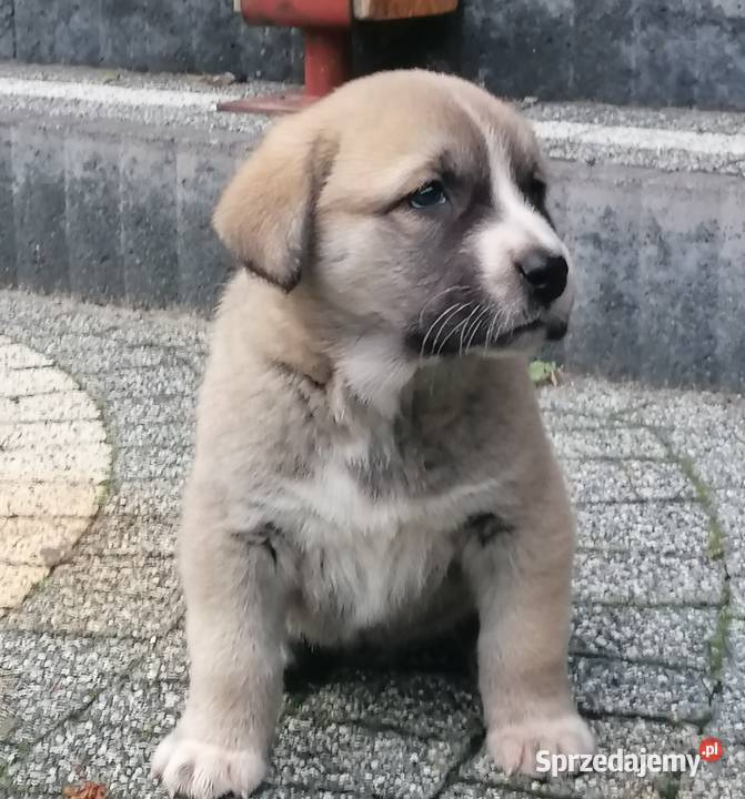 Owczarek Środkowoazjatycki Konin