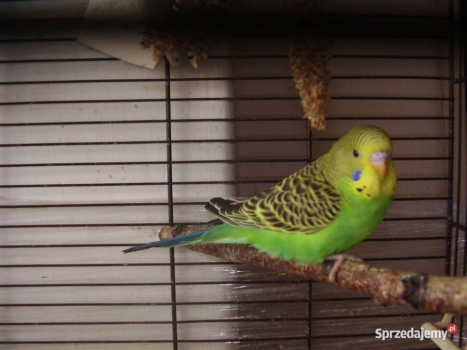 Papużki faliste dwumiesięczne i starsze sprzedam Kraków